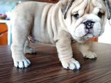 Anatomi Harikası English Bulldog Bebekler