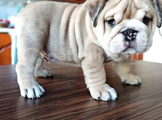 Anatomi Harikası English Bulldog Bebekler görsel