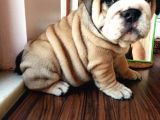 Anatomi Harikası English Bulldog Bebekler