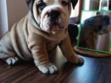 Anatomi harikası English Bulldog Bebekler