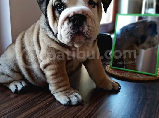 Anatomi Harikası English Bulldog Bebekler