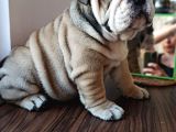 Anatomi Harikası English Bulldog Bebekler