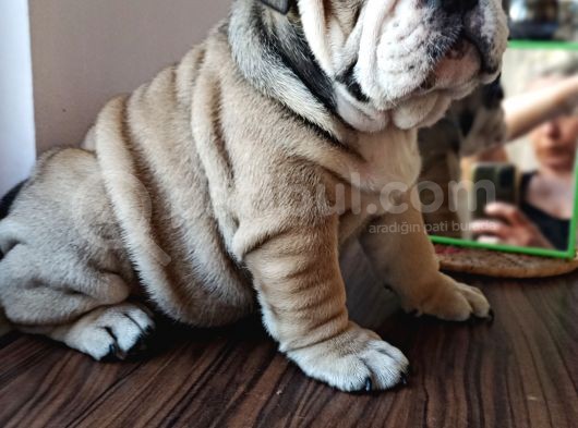 Anatomi Harikası English Bulldog Bebekler görsel