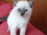 Canlı Peluşlar