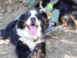 Bernese Mountai̇n Dog Yavrulari̇