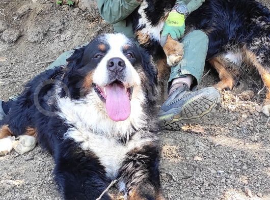 Bernese Mountai̇n Dog Yavrulari̇ görsel