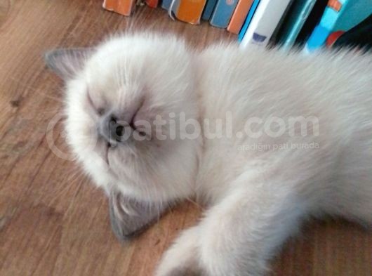 Canlı Peluşlar görsel