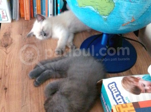 Canlı Peluşlar görsel
