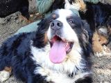 Bernese Mountai̇n Dog Yavrulari̇