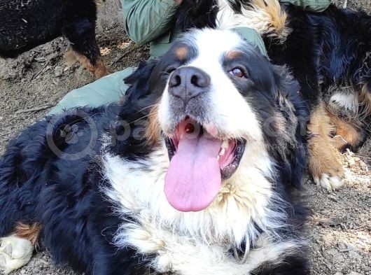 Bernese Mountai̇n Dog Yavrulari̇ görsel
