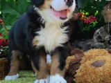 Bernese Mountai̇n Dog Yavrulari̇