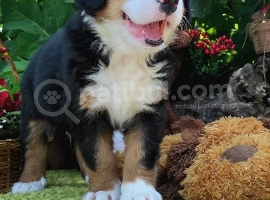 Bernese Mountai̇n Dog Yavrulari̇ görsel