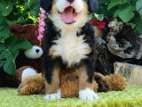 Bernese Mountai̇n Dog Yavrulari̇