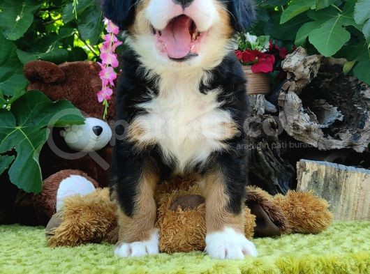 Bernese Mountai̇n Dog Yavrulari̇ görsel