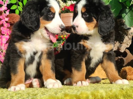Bernese Mountai̇n Dog Yavrulari̇ görsel