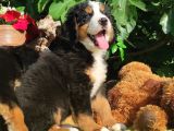 Bernese Mountai̇n Dog Yavrulari̇