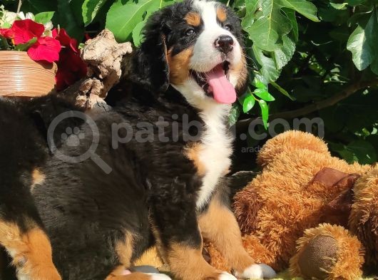 Bernese Mountai̇n Dog Yavrulari̇ görsel