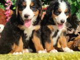Bernese Mountai̇n Dog Yavrulari̇