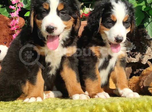Bernese Mountai̇n Dog Yavrulari̇ görsel
