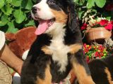 BERNESE MOUNTAİN DOG YAVRULARİ