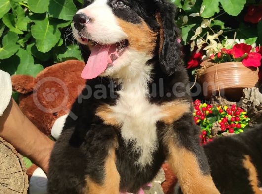 Bernese Mountai̇n Dog Yavrulari̇