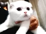 Beyaz Melekler