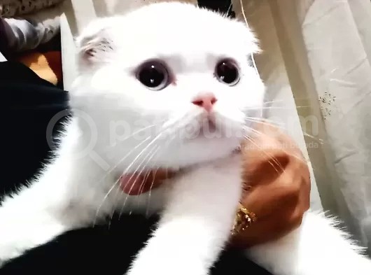 Beyaz Melekler görsel