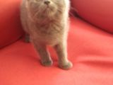 Canlı peluşlar