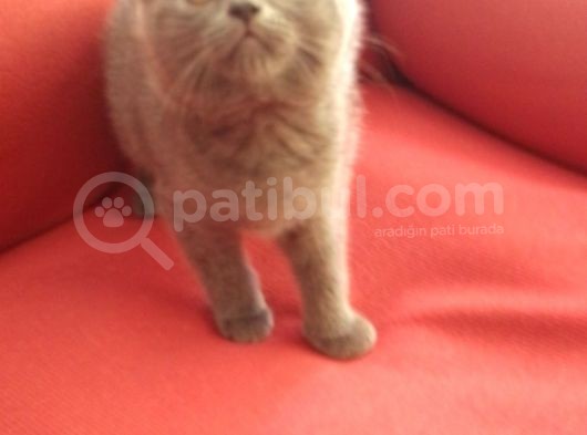 Canlı Peluşlar