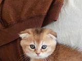 Ev ortamında büyümüş bebeklerim