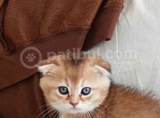 Ev Ortamında Büyümüş Bebeklerim