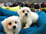 ORJINAL MALTESE TERRIER YAVRULAR VONALP PET GARANTISIYLE