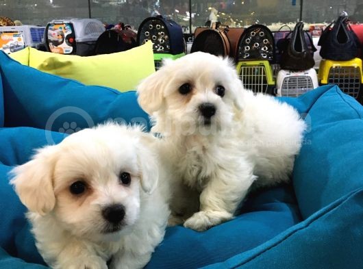 Orjinal Maltese Terrier Yavrular Vonalp Pet Garantisiyle