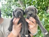 Cane Corsa Yavrularımız Bursa Türkiye Tüm İller Ve Avrupaya  Gönderim Mevcuttur