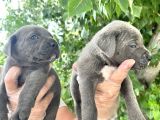 Cane Corsa Yavrularımız Bursa Türkiye Tüm İller Ve Avrupaya  Gönderim Mevcuttur