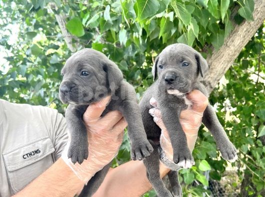 Cane Corsa Yavrularımız Bursa Türkiye Tüm İller Ve Avrupaya  Gönderim Mevcuttur görsel