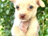 Chihuahua Yavrularımız Bursa Türkiye Tüm İller Ve Avrupaya  Gönderim Mevcuttur
