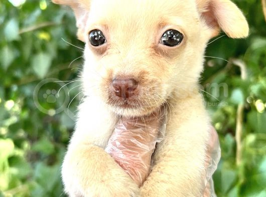 Chihuahua Yavrularımız Bursa Türkiye Tüm İller Ve Avrupaya  Gönderim Mevcuttur görsel