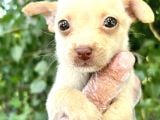 Chihuahua Yavrularımız Bursa Türkiye Tüm İller Ve Avrupaya  Gönderim Mevcuttur