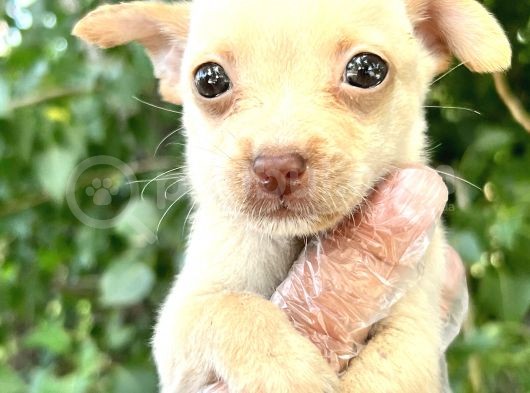 Chihuahua Yavrularımız Bursa Türkiye Tüm İller Ve Avrupaya  Gönderim Mevcuttur görsel