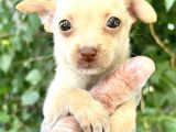 Chihuahua Yavrularımız Bursa Türkiye Tüm İller Ve Avrupaya  Gönderim Mevcuttur