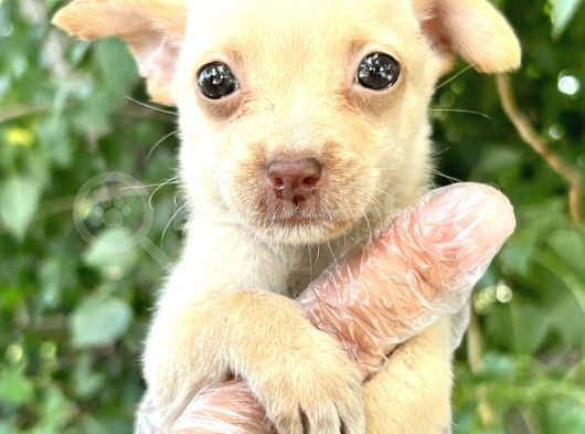 Chihuahua Yavrularımız Bursa Türkiye Tüm İller Ve Avrupaya  Gönderim Mevcuttur