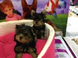 VONALP PET TORIUM SUBE AYRICALIGIYLA SAFLIK GARANTİLİ YORKSHIRE TERRIER YAVRULARIMIZ