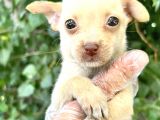 Chihuahua Yavrularımız Bursa Türkiye Tüm İller Ve Avrupaya  Gönderim Mevcuttur