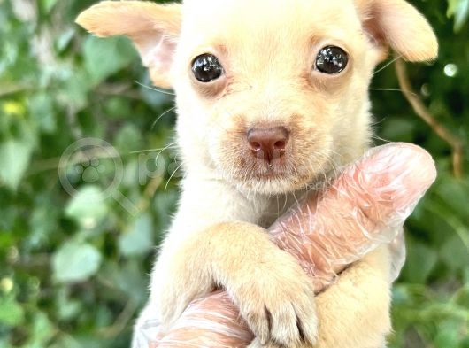 Chihuahua Yavrularımız Bursa Türkiye Tüm İller Ve Avrupaya  Gönderim Mevcuttur görsel