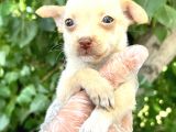 Chihuahua Yavrularımız Bursa Türkiye Tüm İller Ve Avrupaya  Gönderim Mevcuttur