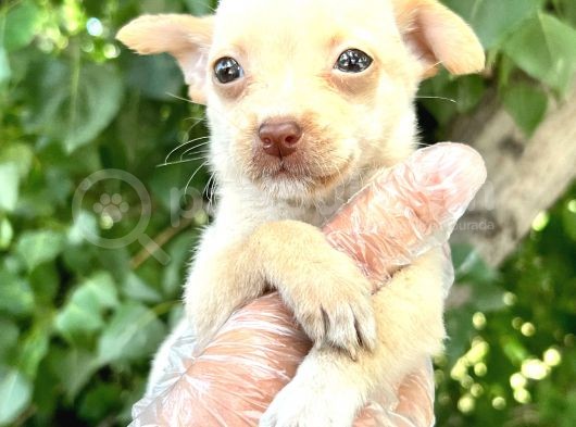 Chihuahua Yavrularımız Bursa Türkiye Tüm İller Ve Avrupaya  Gönderim Mevcuttur görsel