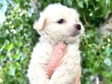 Terrier  Yavrularımız Bursa Türkiye Tüm İller Ve Avrupaya  Gönderim Mevcuttur