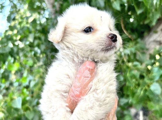 Terrier  Yavrularımız Bursa Türkiye Tüm İller Ve Avrupaya  Gönderim Mevcuttur görsel
