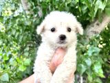 Terrier  Yavrularımız Bursa Türkiye Tüm İller Ve Avrupaya  Gönderim Mevcuttur